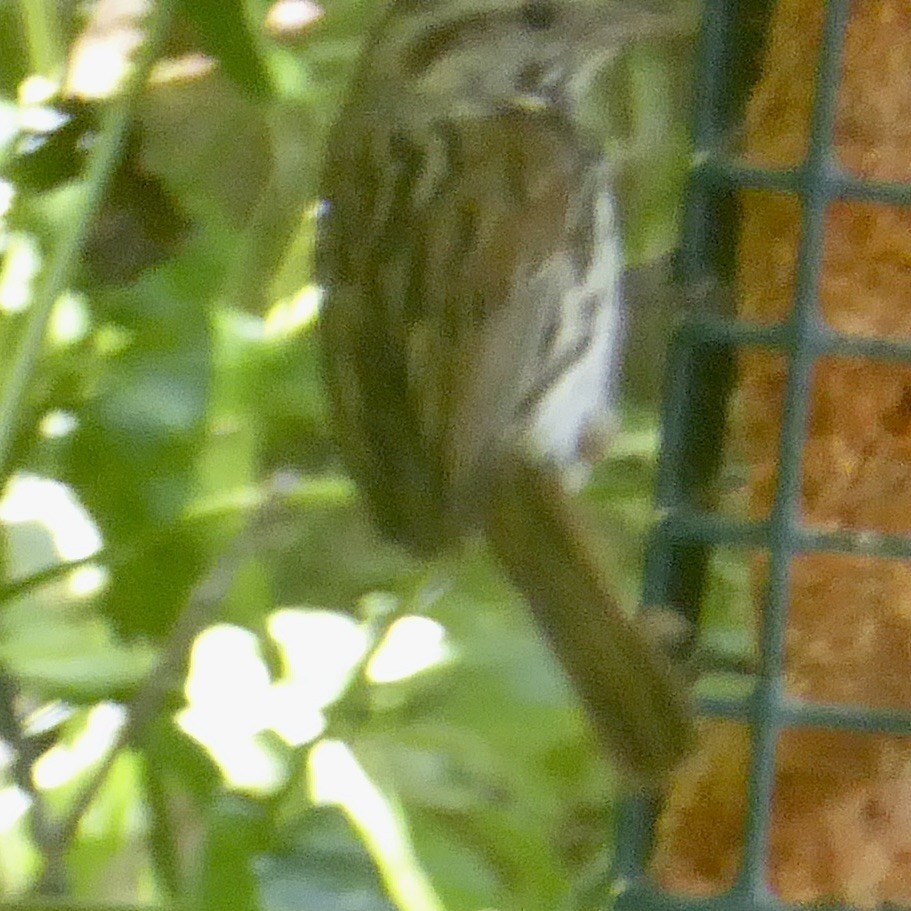 Song Sparrow - ML620682811