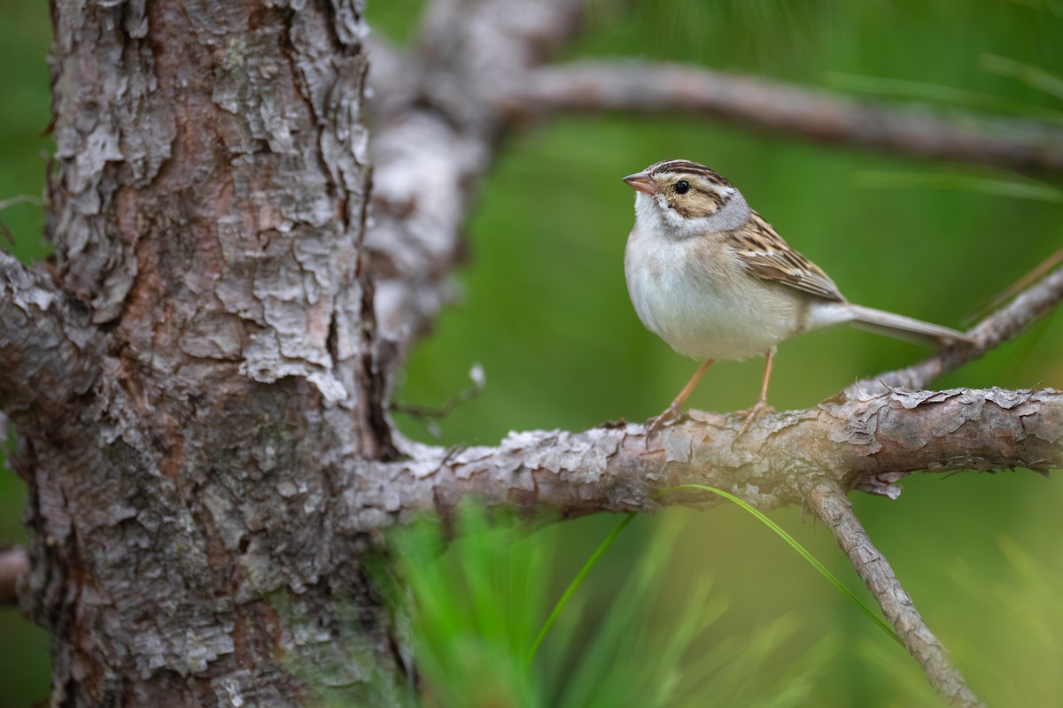 Clay-colored Sparrow - ML620682813