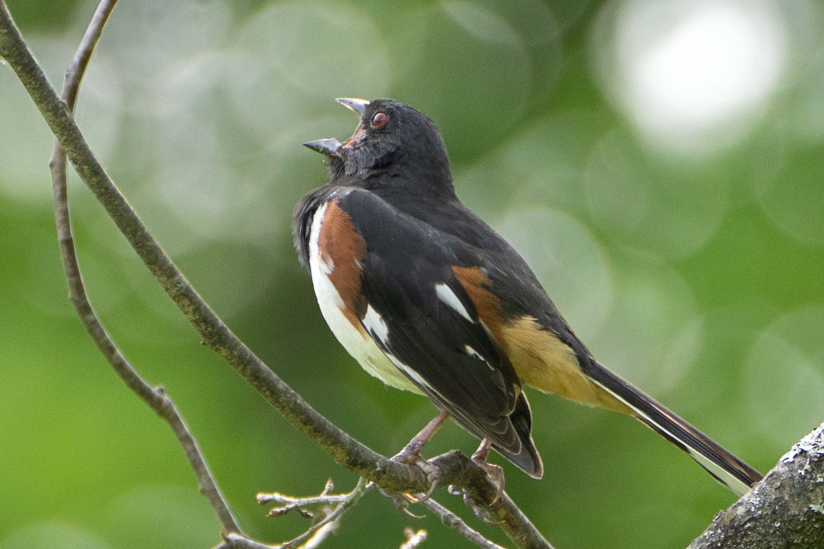 Eastern Towhee - ML620682814