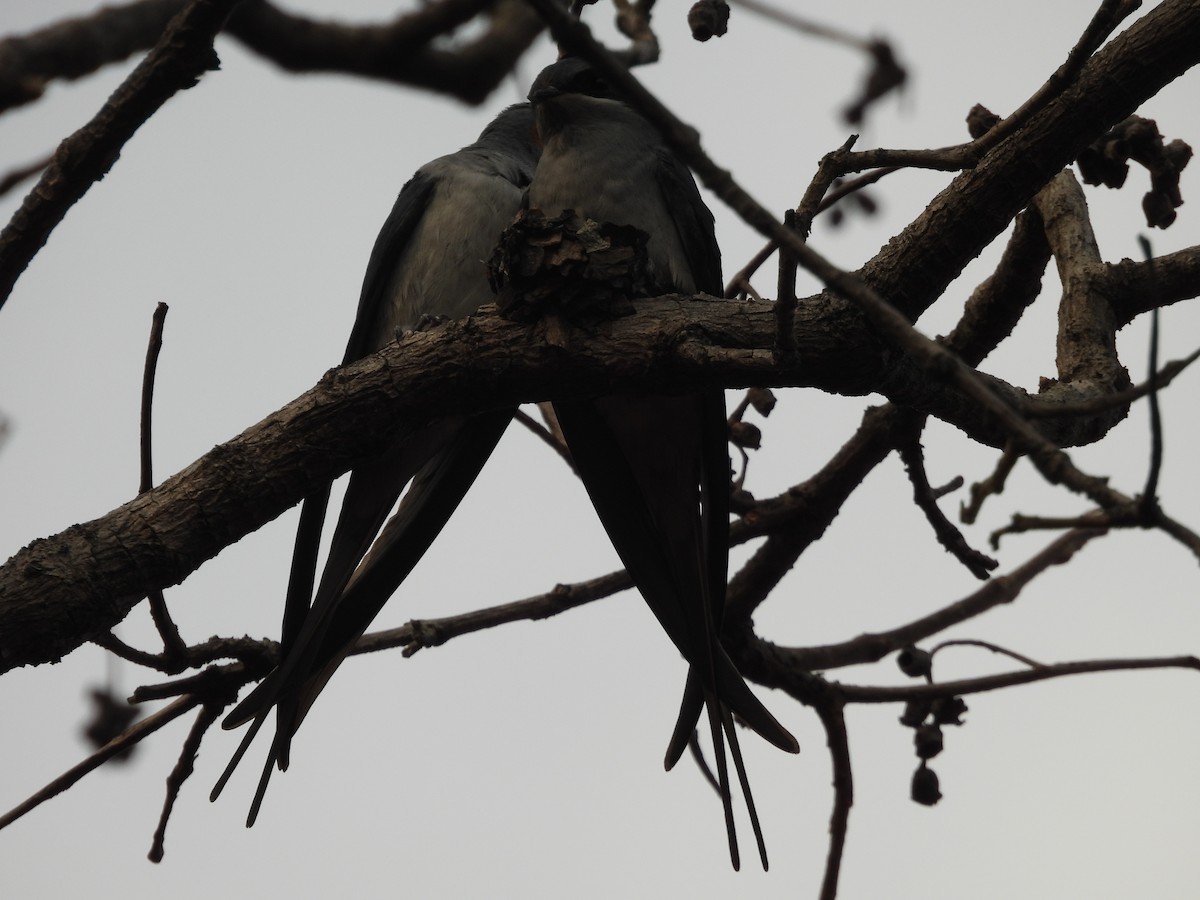 Crested Treeswift - ML620682815