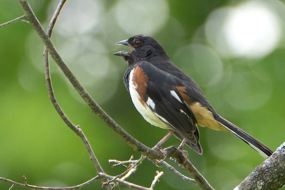 Eastern Towhee - ML620682816