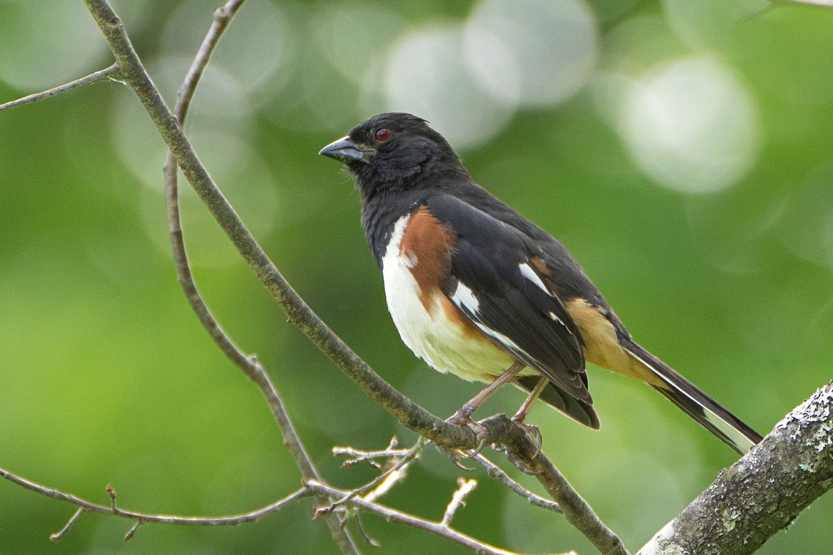 Eastern Towhee - ML620682817