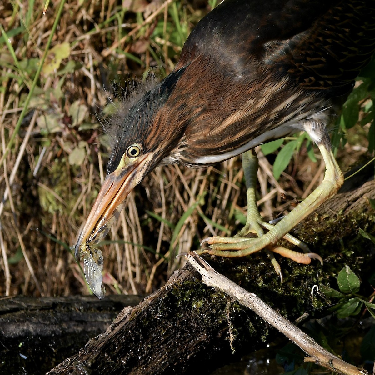 Green Heron - ML620682818