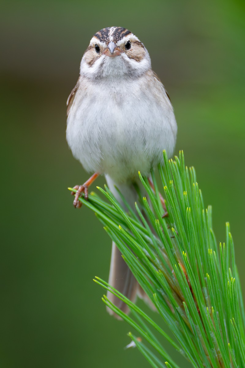 Clay-colored Sparrow - ML620682823