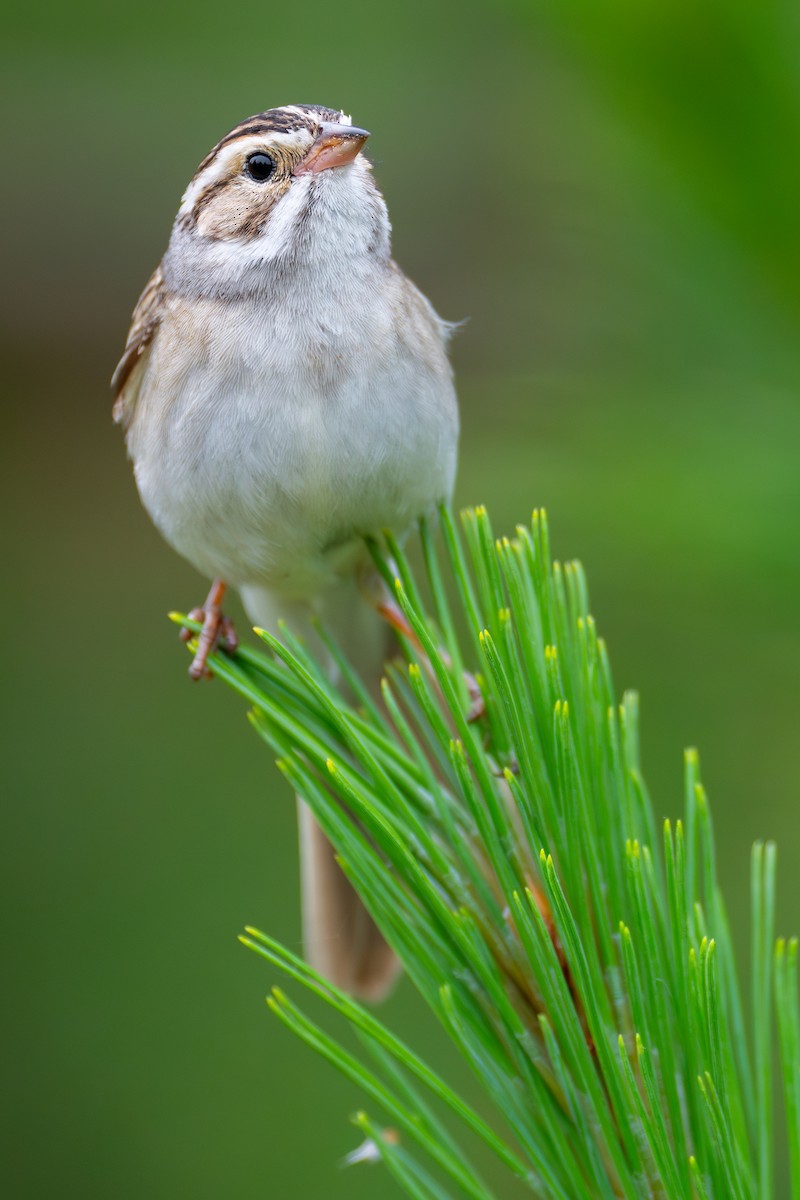 Clay-colored Sparrow - ML620682824