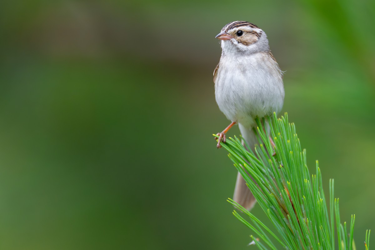 Clay-colored Sparrow - ML620682825