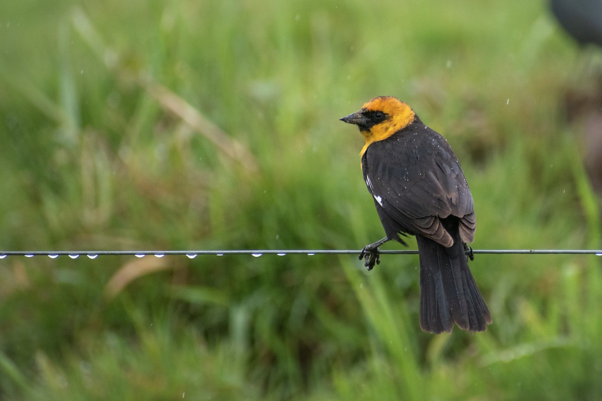 Yellow-headed Blackbird - ML620682826