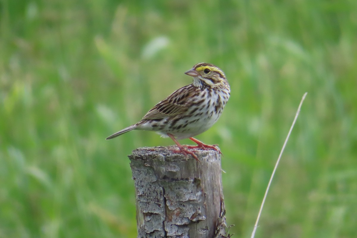 Savannah Sparrow - Sylvie Gagnon