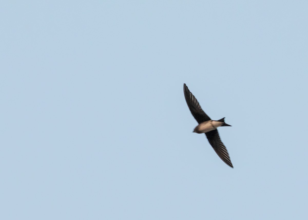 Cuban Martin - ML620682834