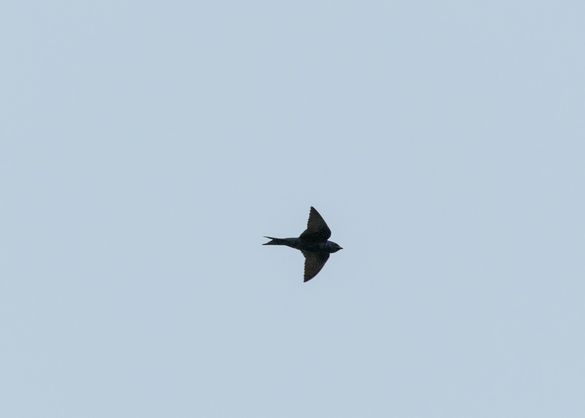 Cuban Martin - ML620682836