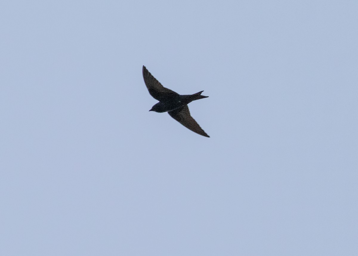 Cuban Martin - ML620682840