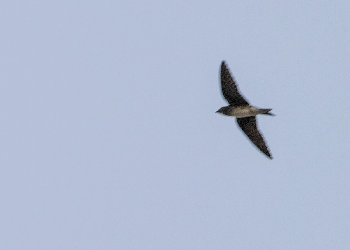 Cuban Martin - ML620682843