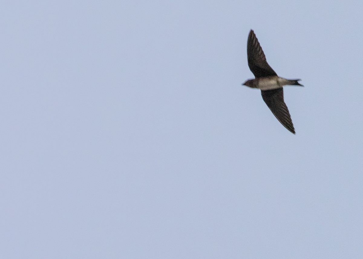 Cuban Martin - ML620682844