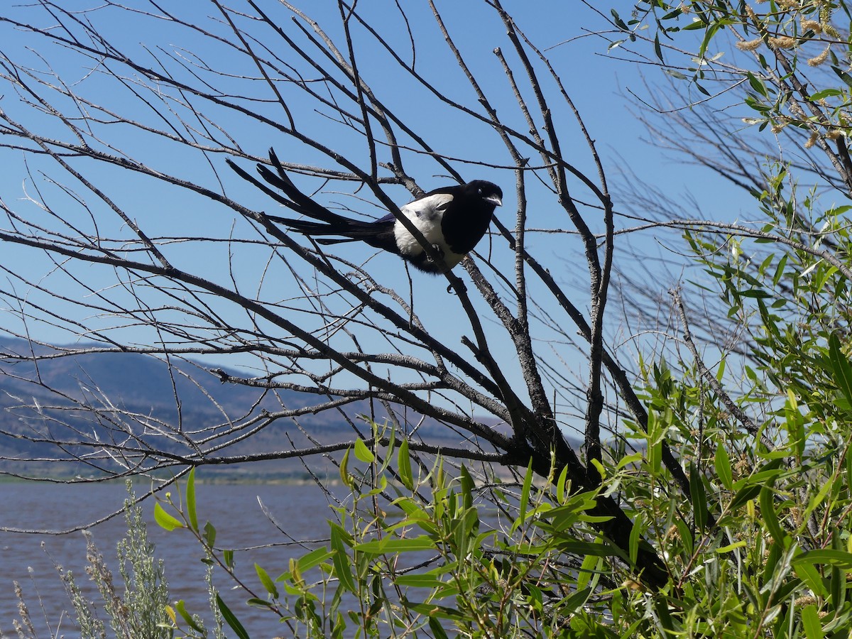 Black-billed Magpie - ML620682845