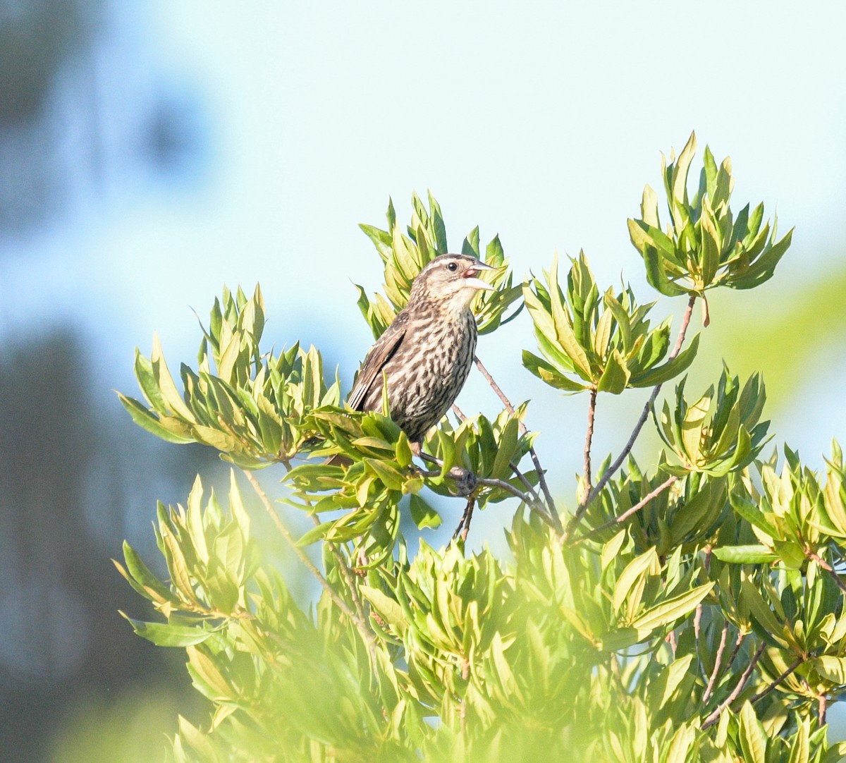 Red-winged Blackbird - ML620682846