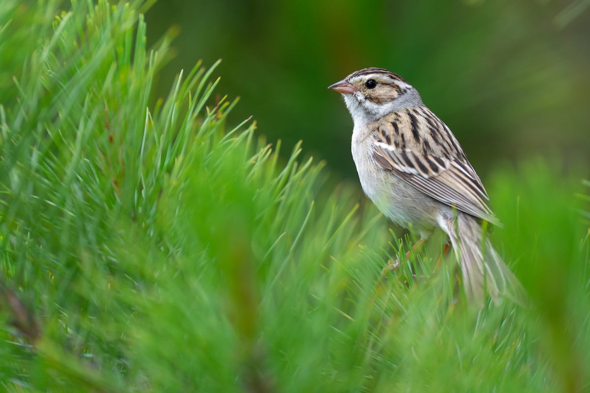 Clay-colored Sparrow - ML620682847