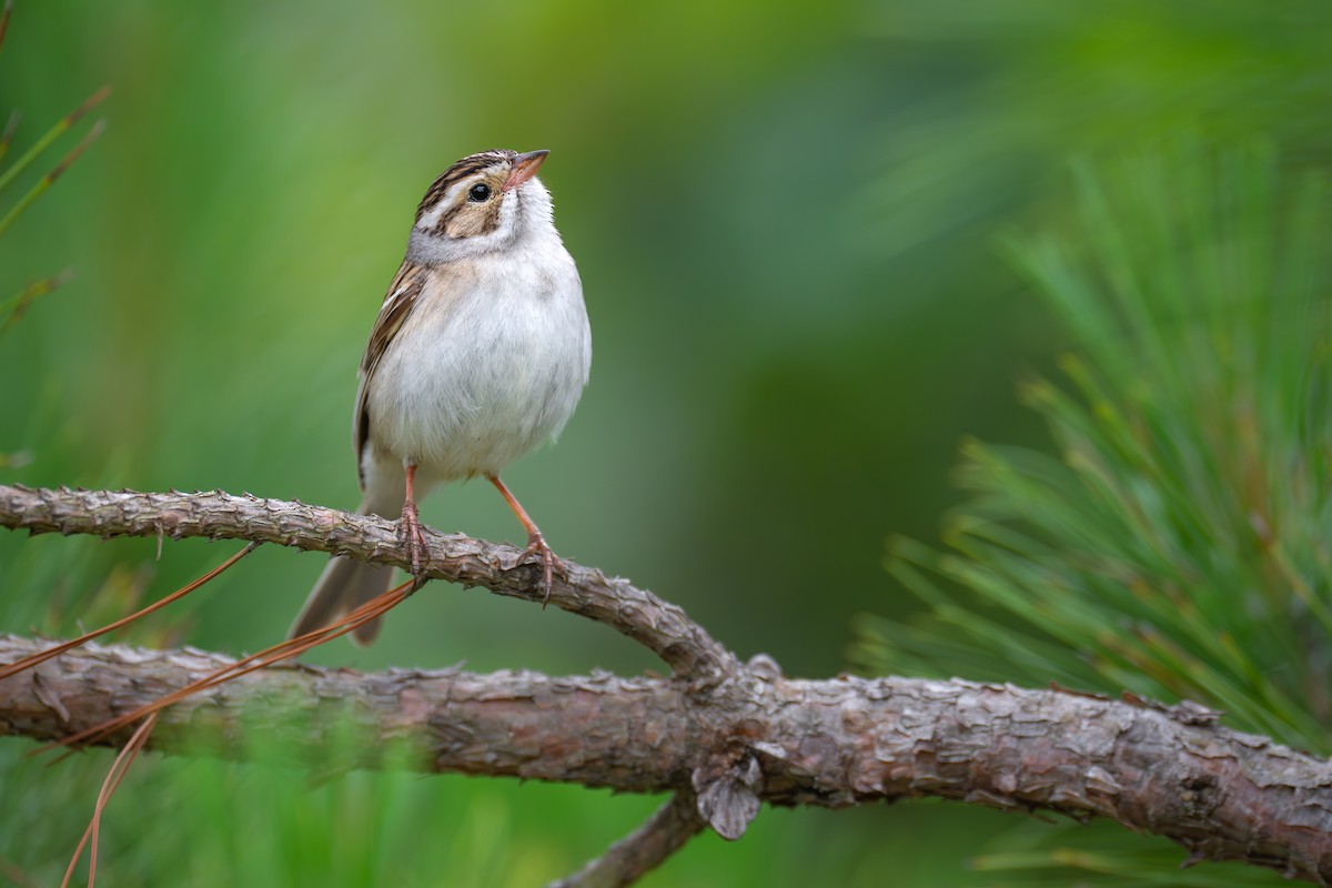 Clay-colored Sparrow - ML620682848