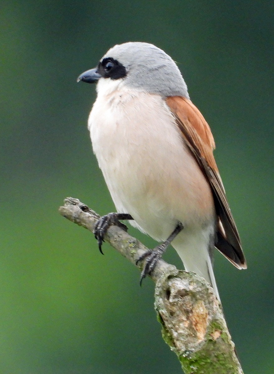 Red-backed Shrike - ML620682853