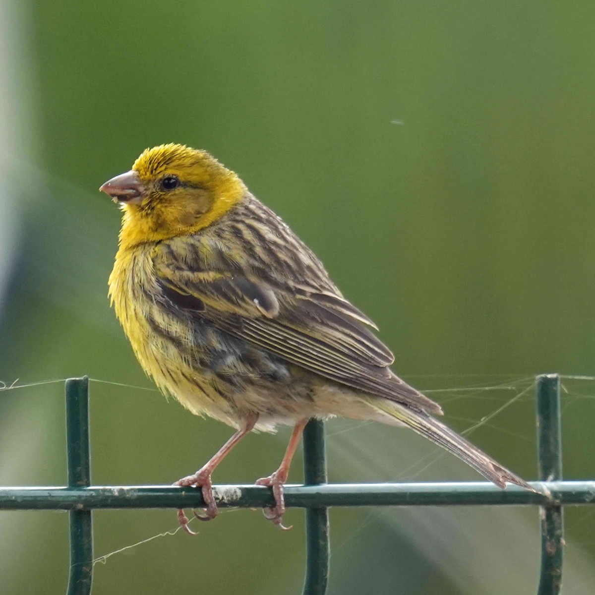 Serin des Canaries - ML620682854