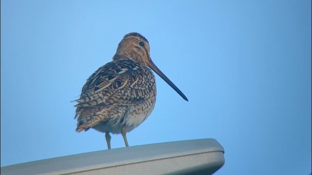 Common Snipe - ML620682855