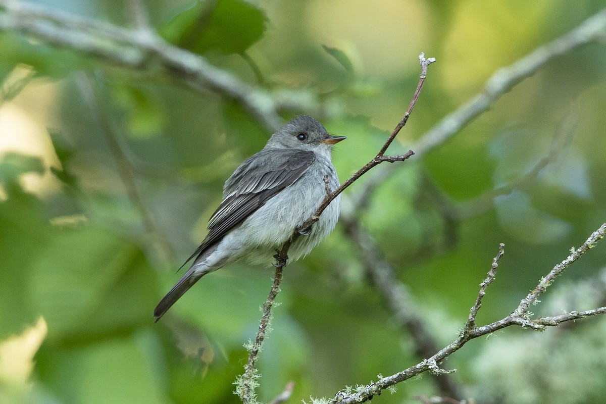 Western Wood-Pewee - ML620682856