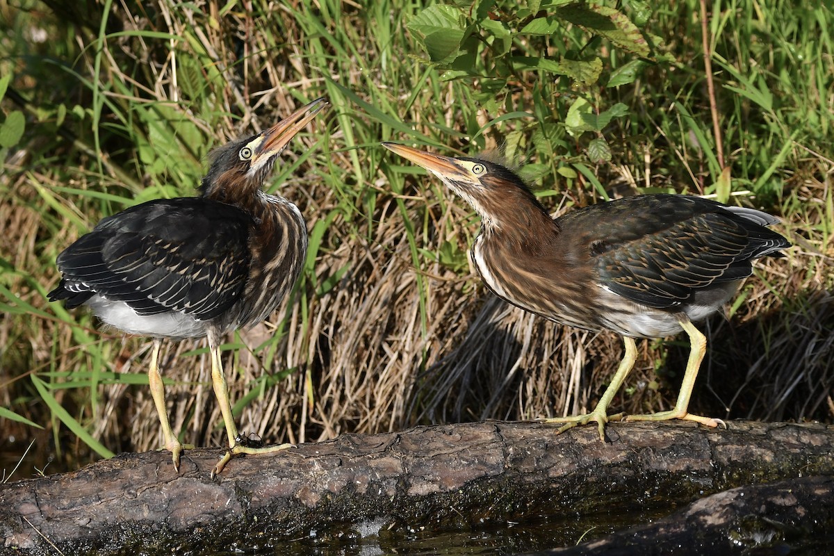 Green Heron - ML620682857