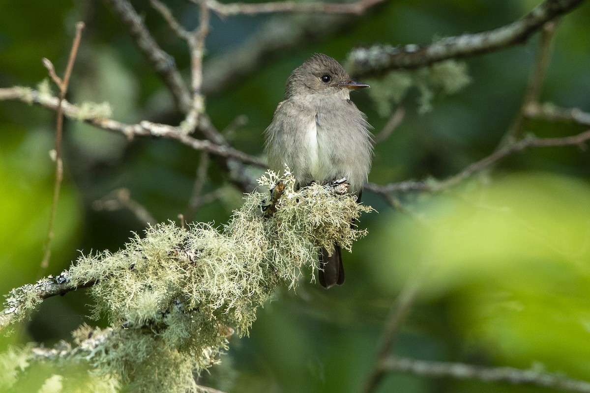 Western Wood-Pewee - ML620682863