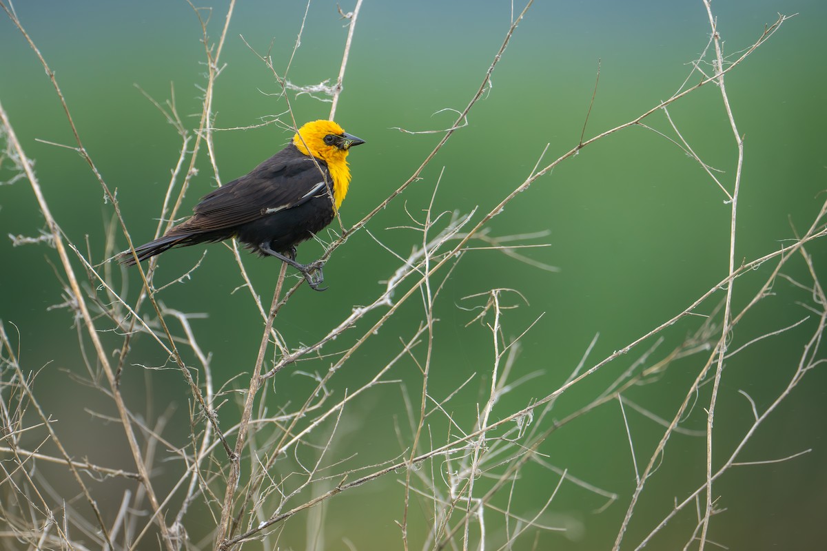 Yellow-headed Blackbird - ML620682866