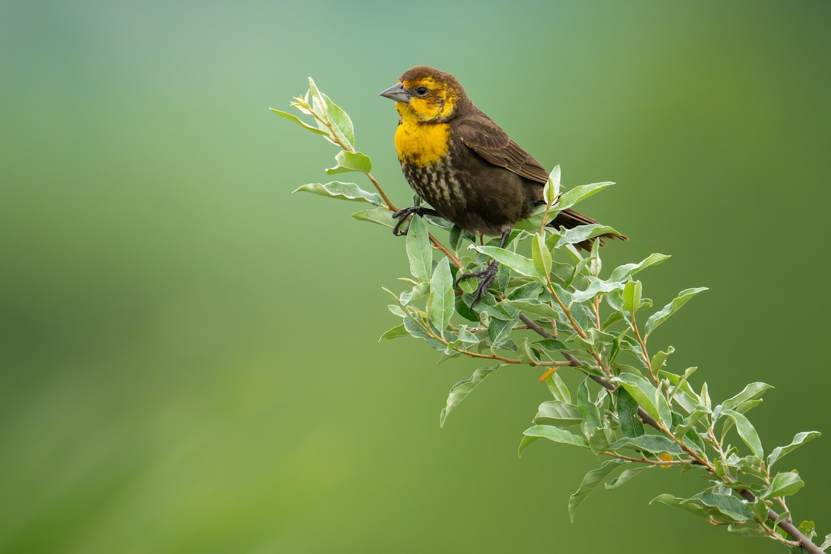 Yellow-headed Blackbird - ML620682867