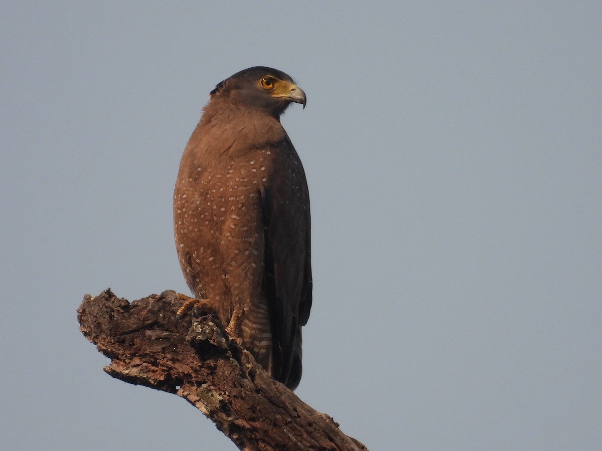 Crested Serpent-Eagle - Virendra Bhardwaj