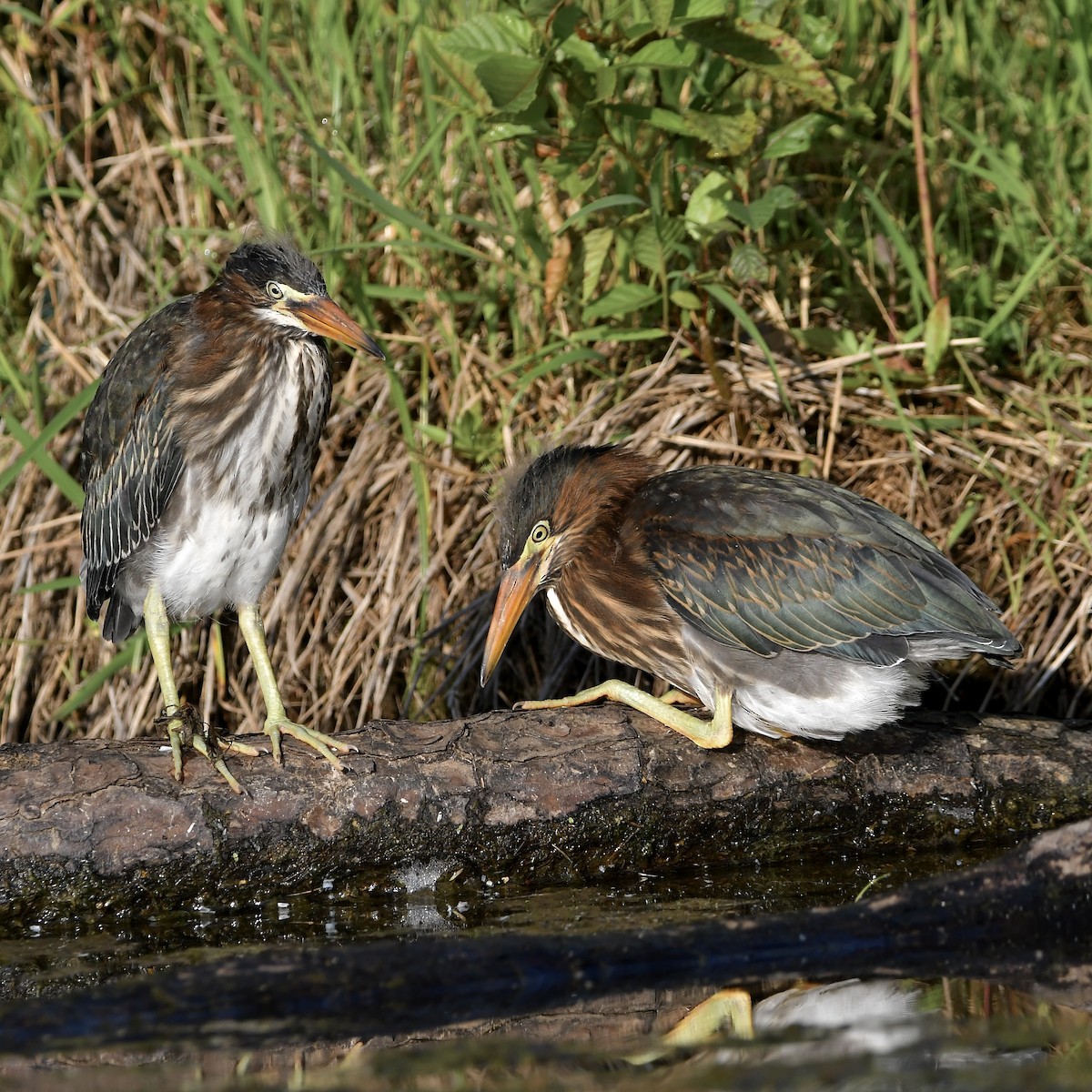 Green Heron - ML620682869