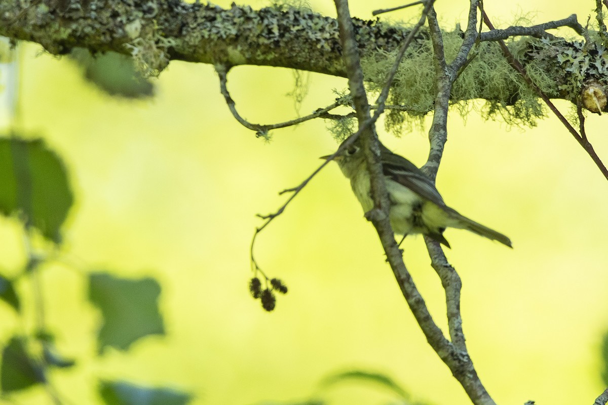 Western Flycatcher - ML620682870