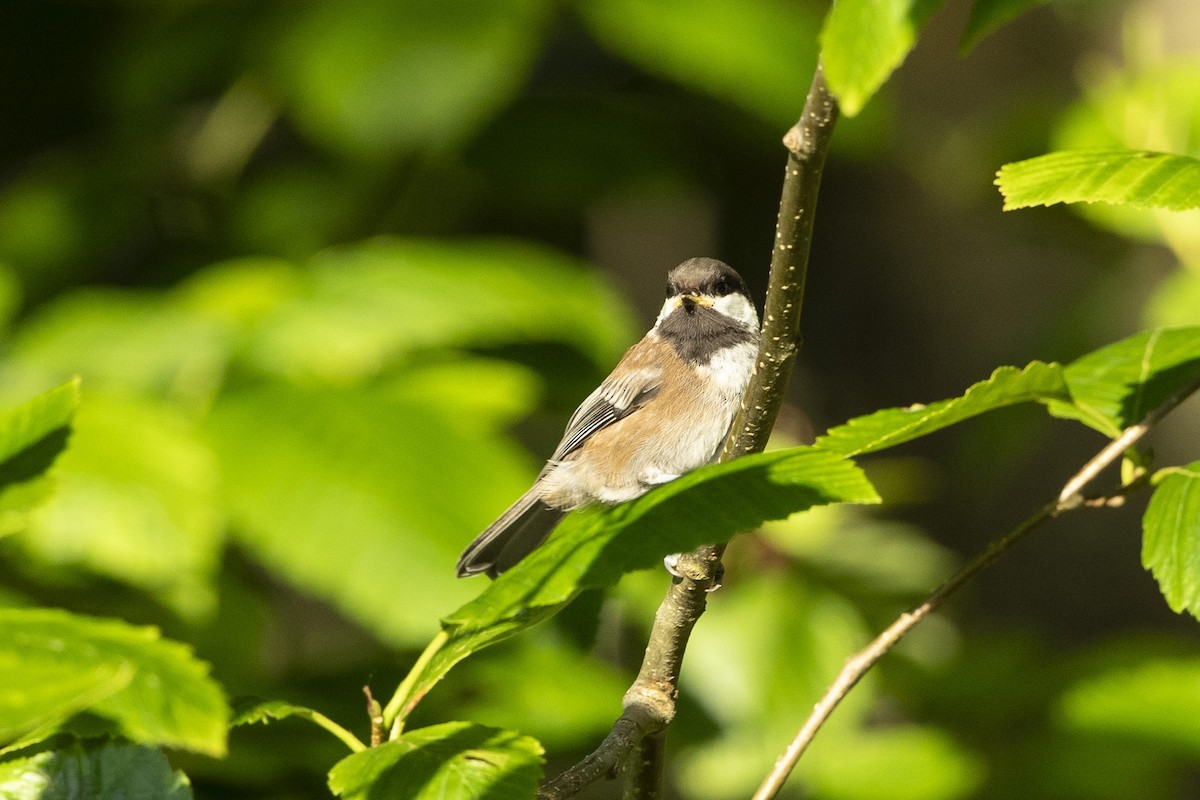 Mésange à dos marron - ML620682872