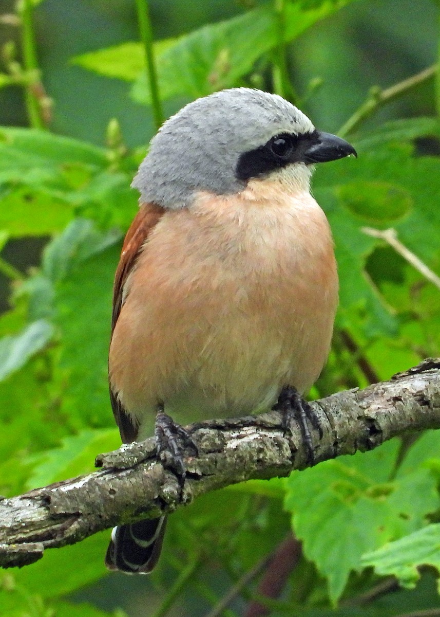 Red-backed Shrike - ML620682873