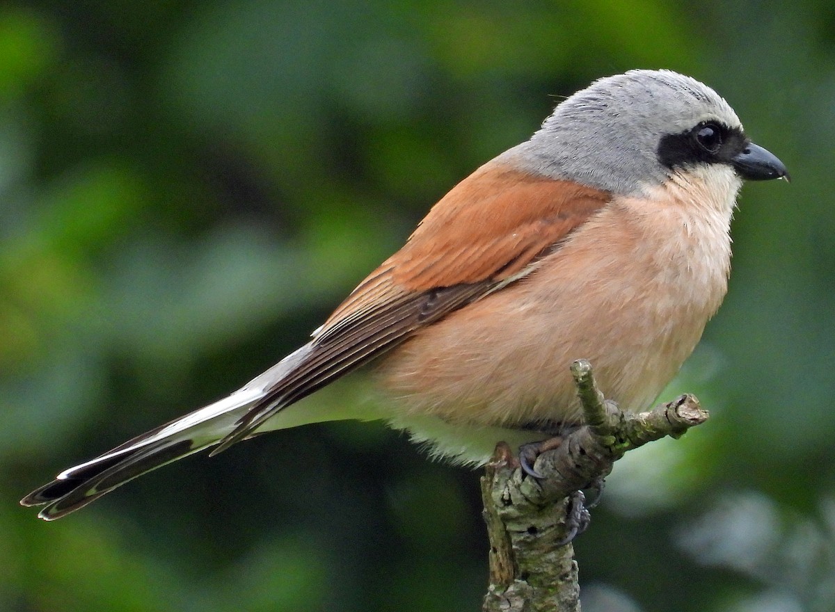 Red-backed Shrike - ML620682874