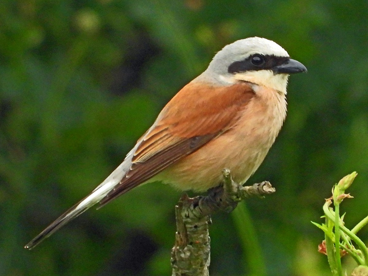 Red-backed Shrike - ML620682877