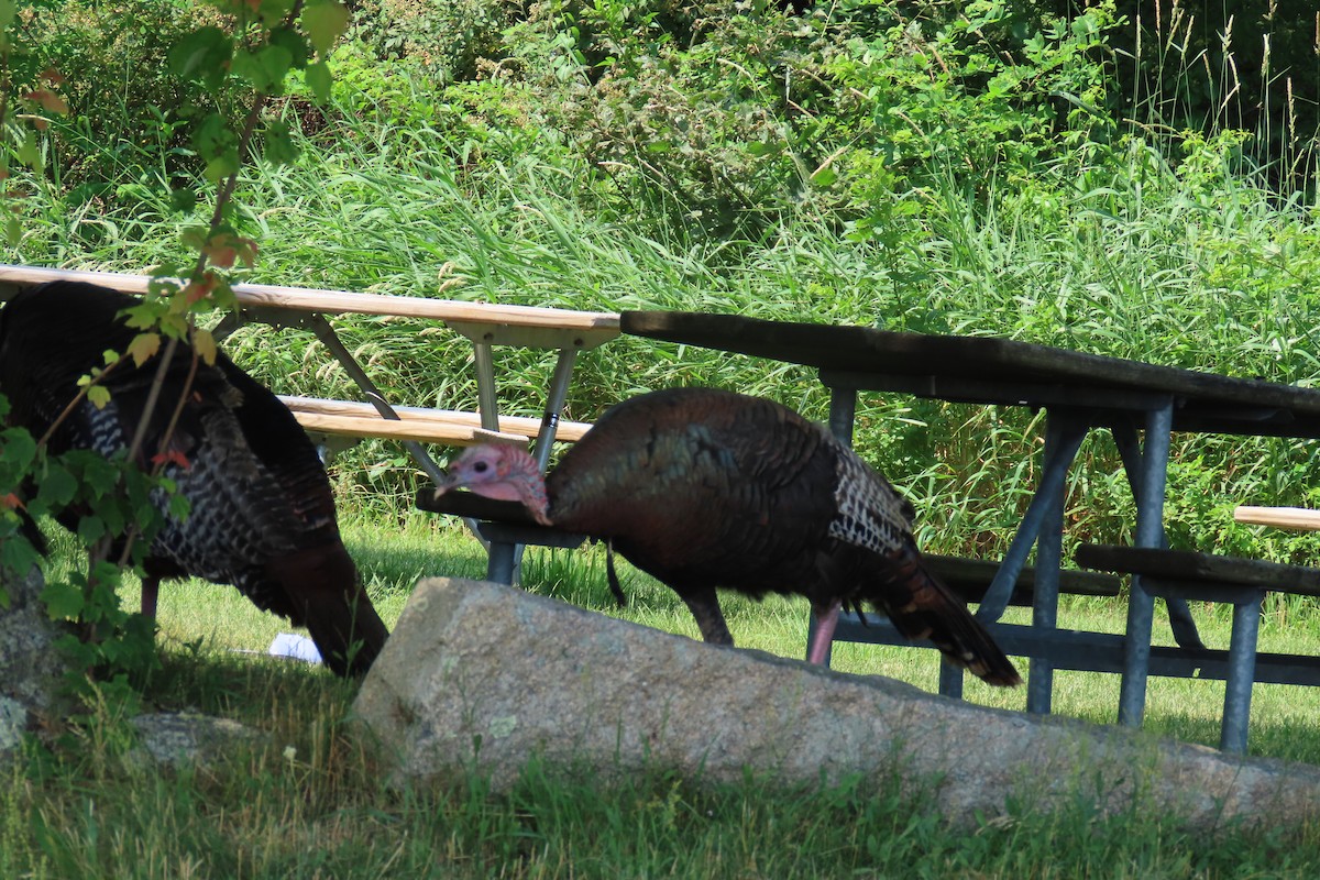 Wild Turkey - ML620682882