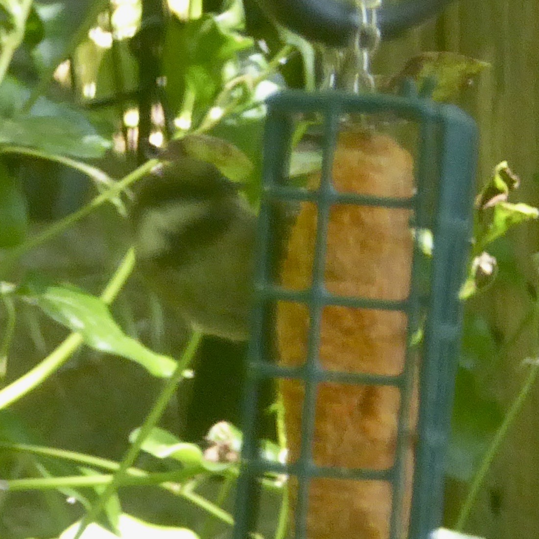 Chestnut-backed Chickadee - ML620682885