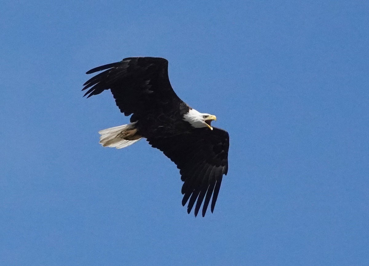 Bald Eagle - ML620682886