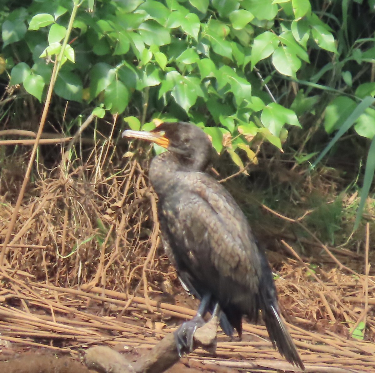 Cormorán Orejudo - ML620682891