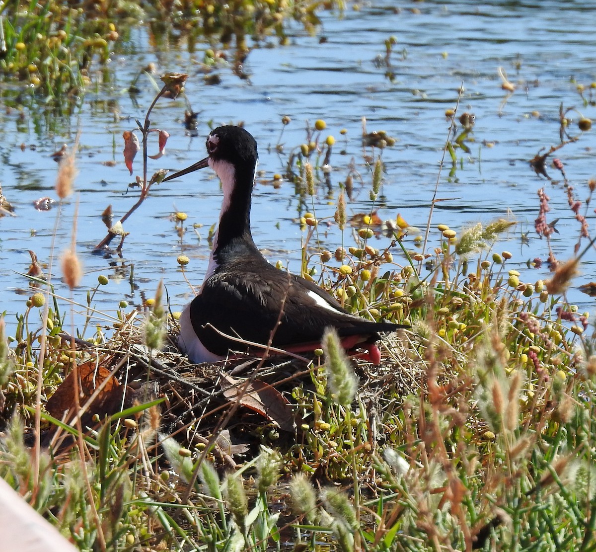 Black-necked Stilt - ML620682900