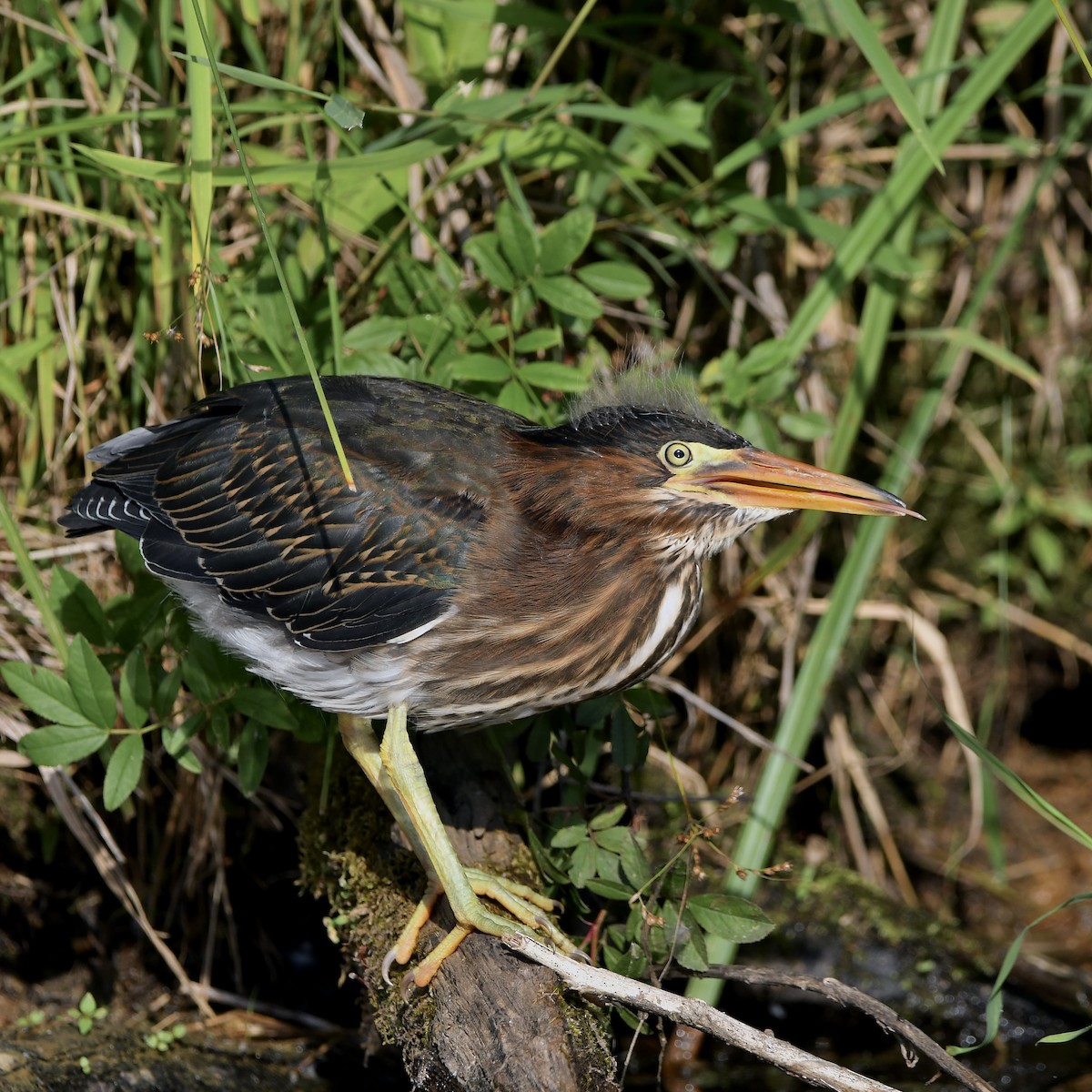 Green Heron - ML620682901