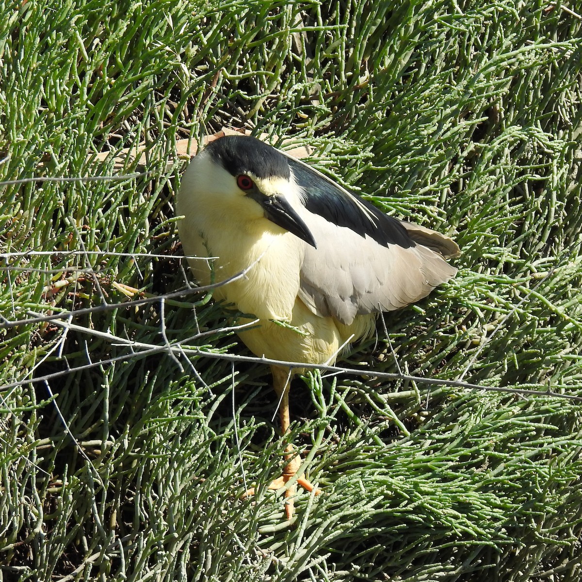 Black-crowned Night Heron - ML620682903