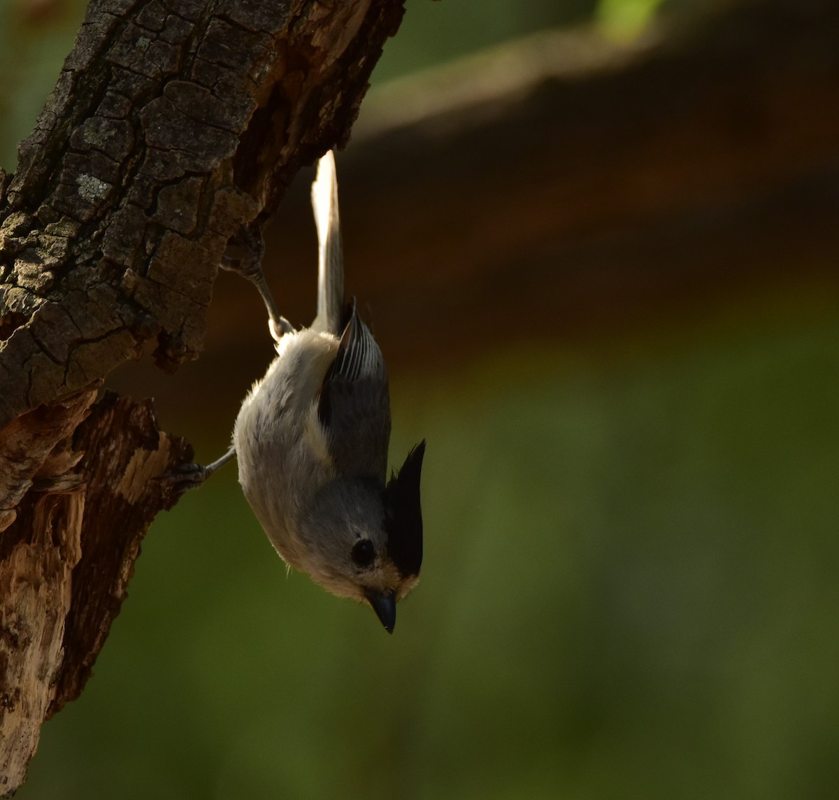 Black-crested Titmouse - ML620682904