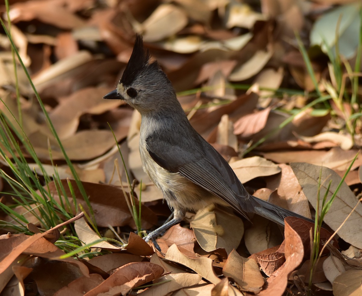 Black-crested Titmouse - ML620682905