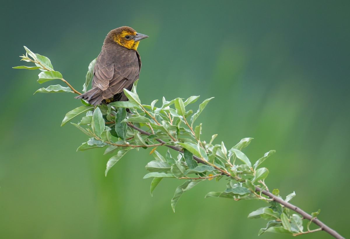 Yellow-headed Blackbird - ML620682907