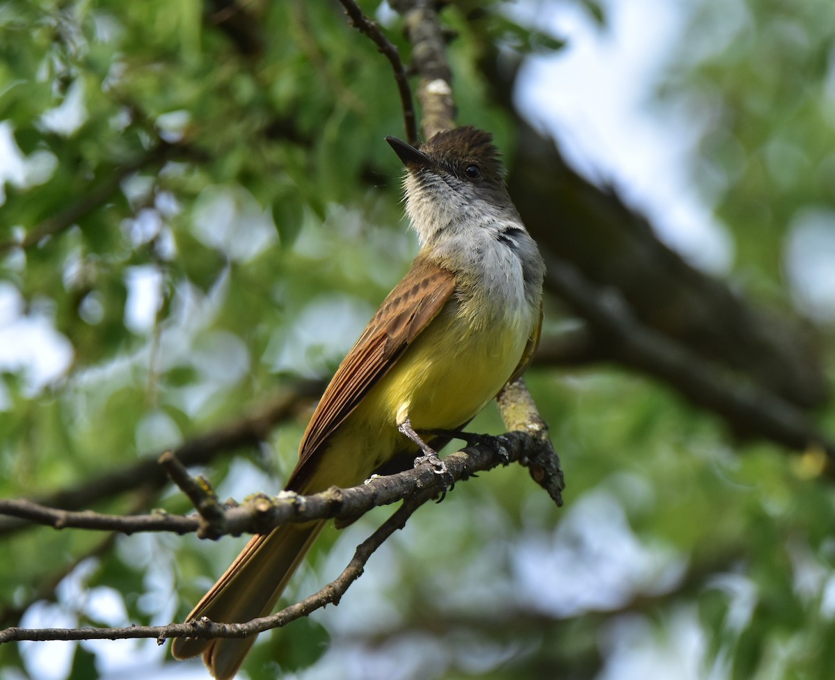 Dusky-capped Flycatcher - ML620682908