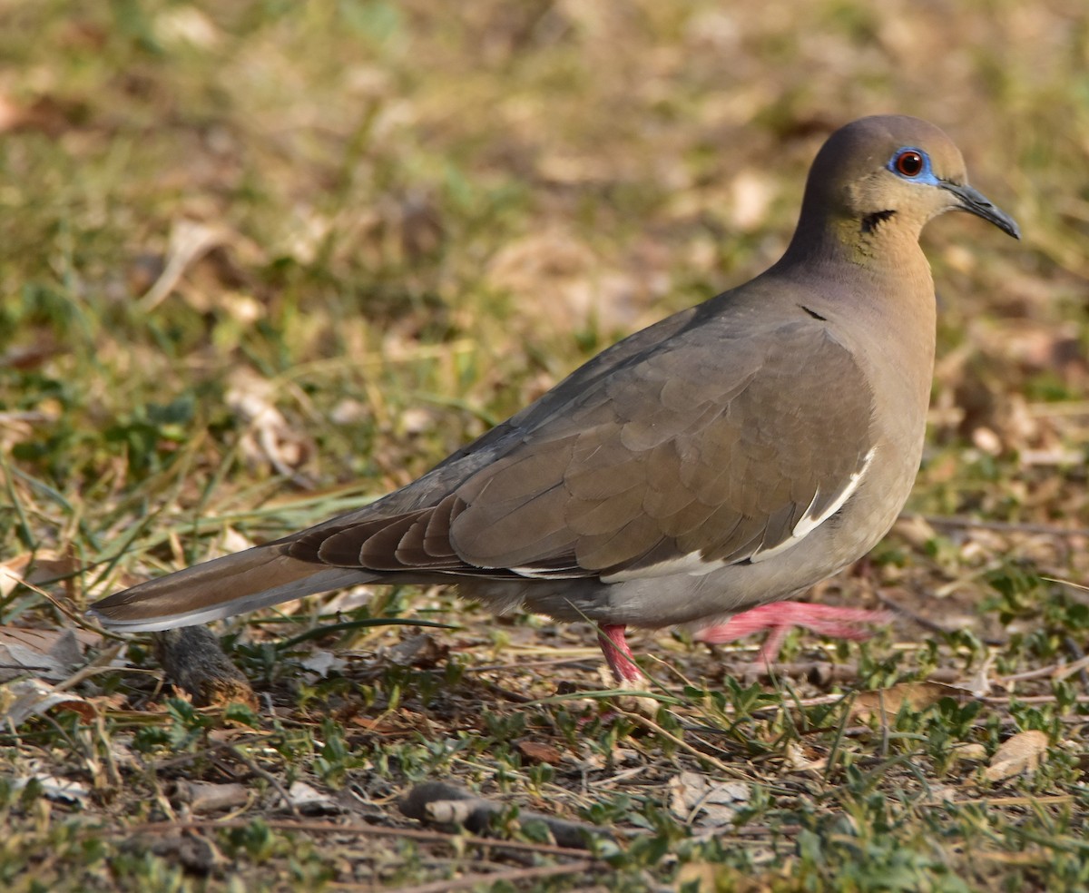 White-winged Dove - ML620682909