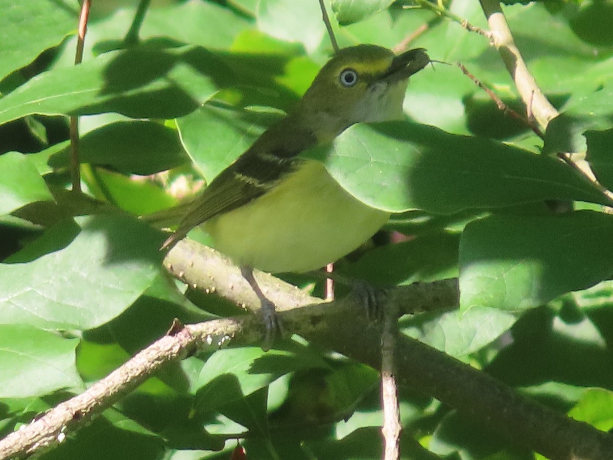 White-eyed Vireo - ML620682910