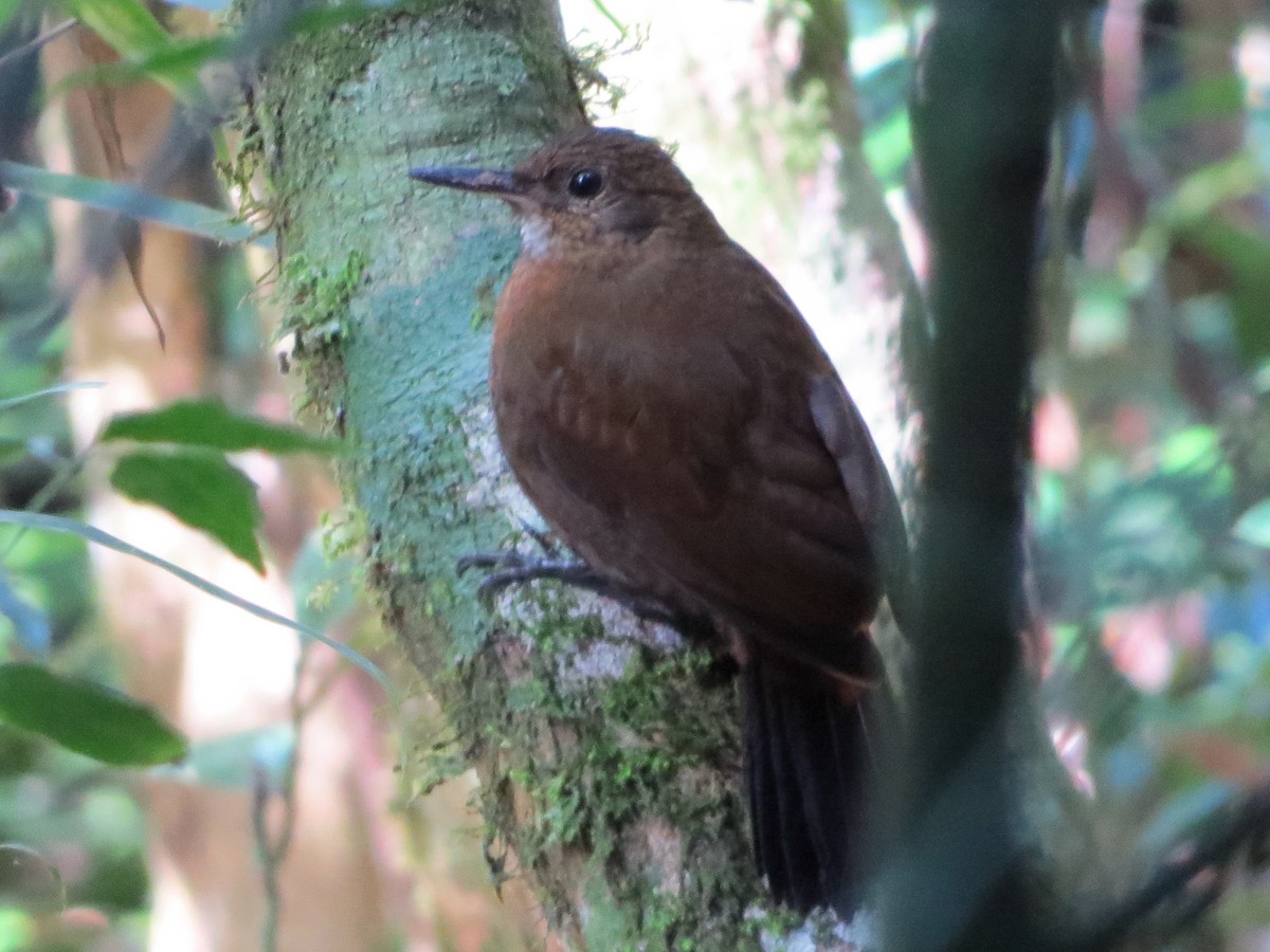 Rufous-breasted Leaftosser - ML620682911